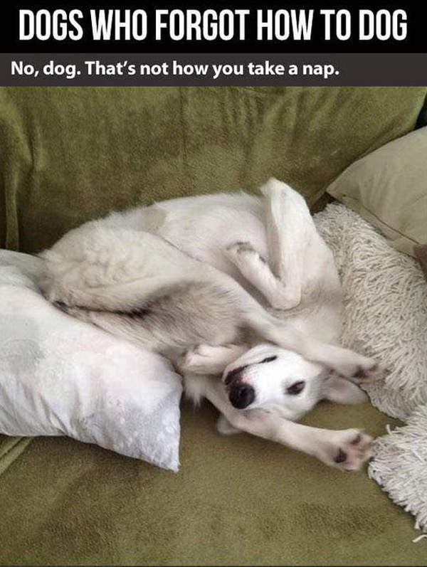 Dogs Who Forgot How To Dog (Click For Full Post)