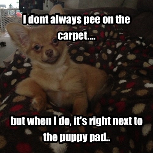 Pee On The Carpet
