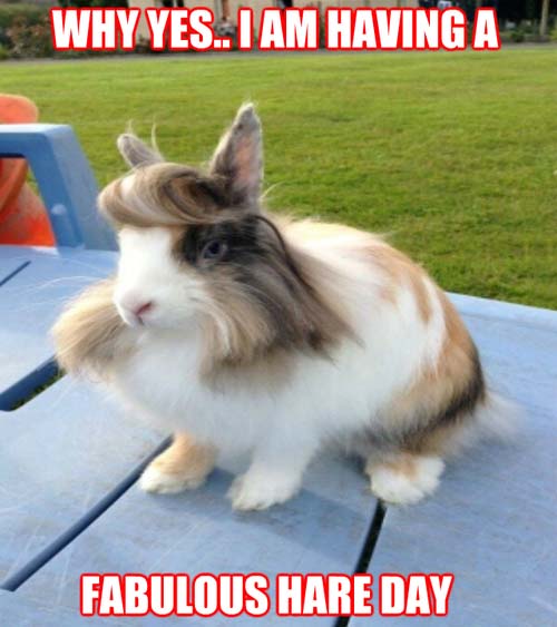 Fabulous Hare Day