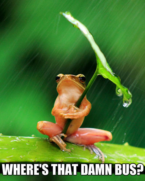 Wet Frog