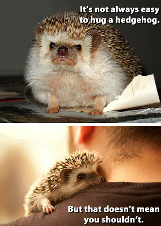 Hug A Hedgehog