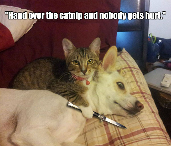 Violent Cat