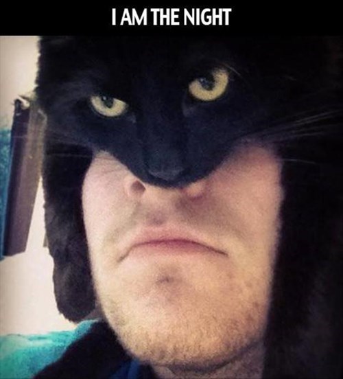 Batcat