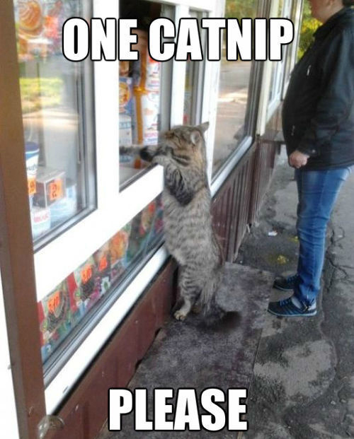 One Catnip