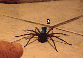 Top Hat Spider