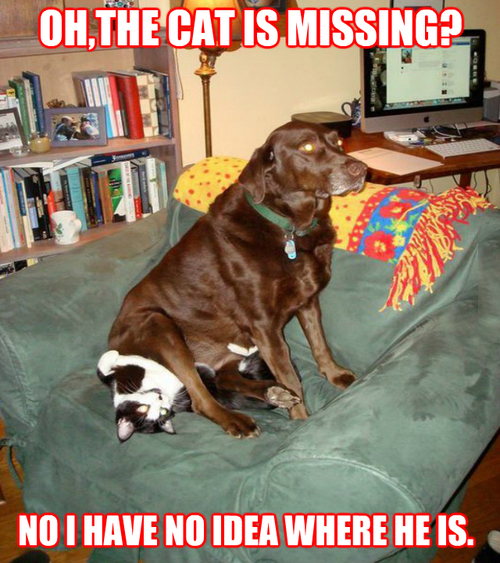 The Cat Is Missing?