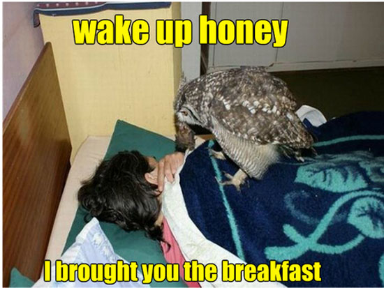 Wake Up Honey