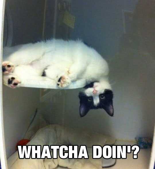 Whatcha Doin'?