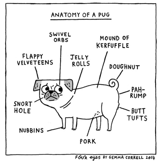 Anatomy Of A Pug