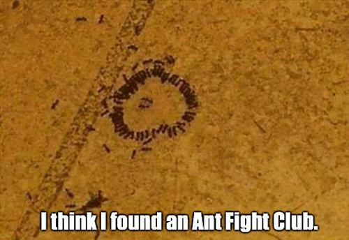 Ant Fight Club