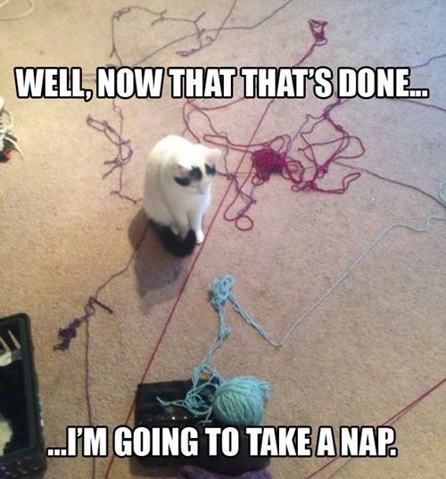 Busy Life Of A Cat