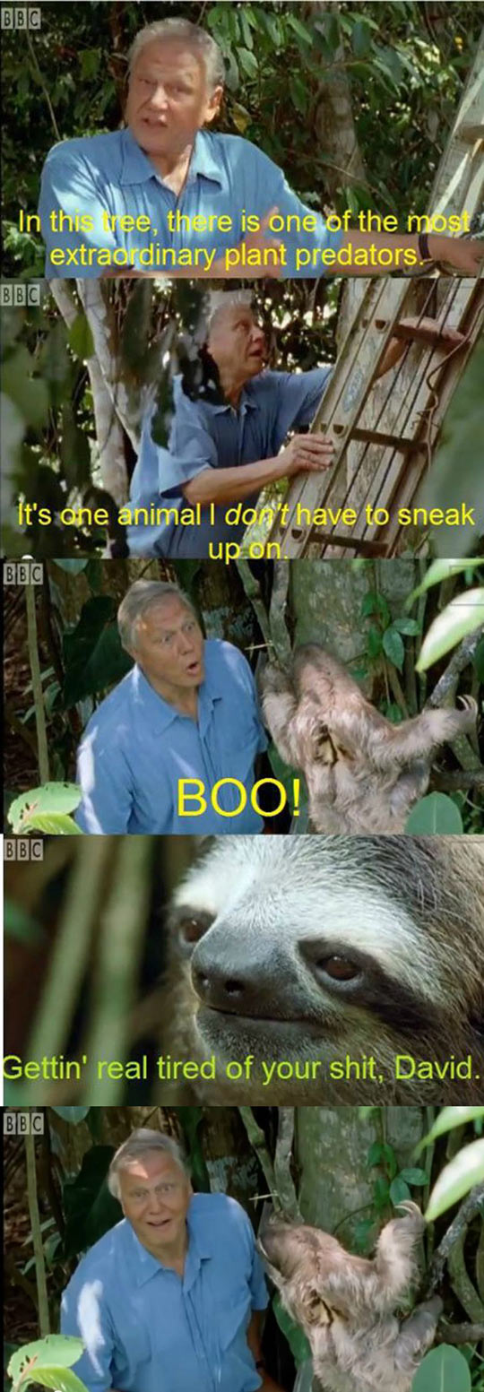 Sloth Harassment
