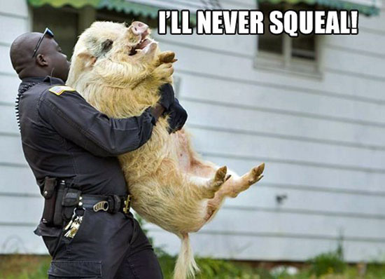 Pig Arrest