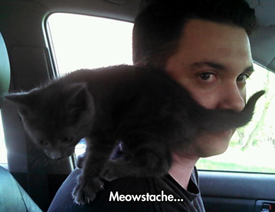 Meowstache