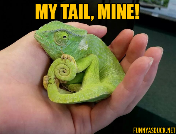 My Tail