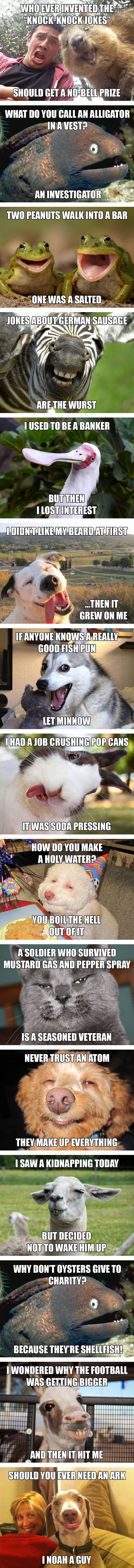 Punny Animals