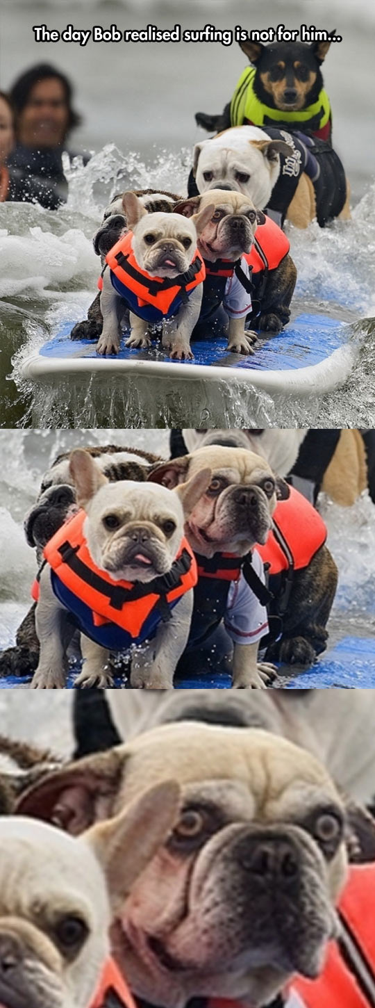 Surfing Dog