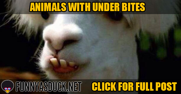 Animals With Under Bites