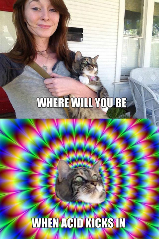 Acid Cat