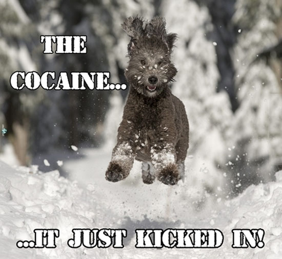 The Cocaine