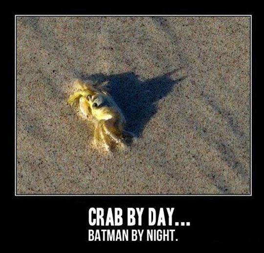 Crab By Day