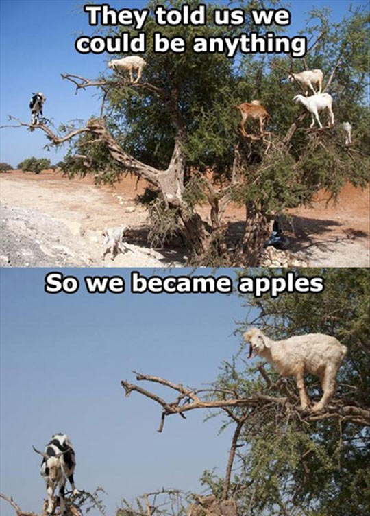 Apple Goats