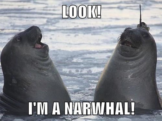 I'm A Narwhal!