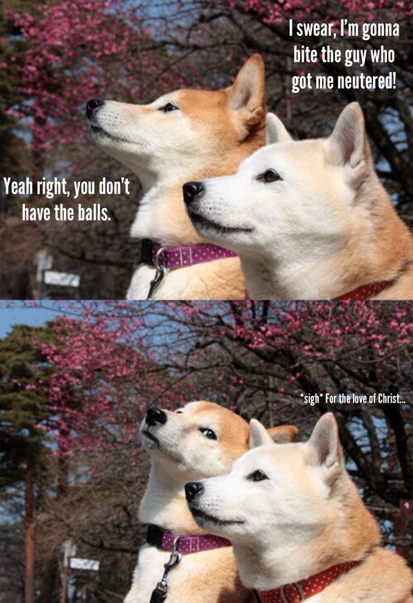 Dog Jokes