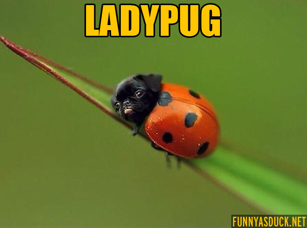 Ladypug