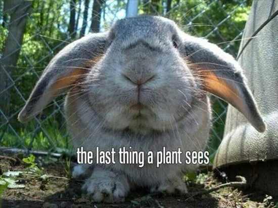 The Last Thing A Plant Sees