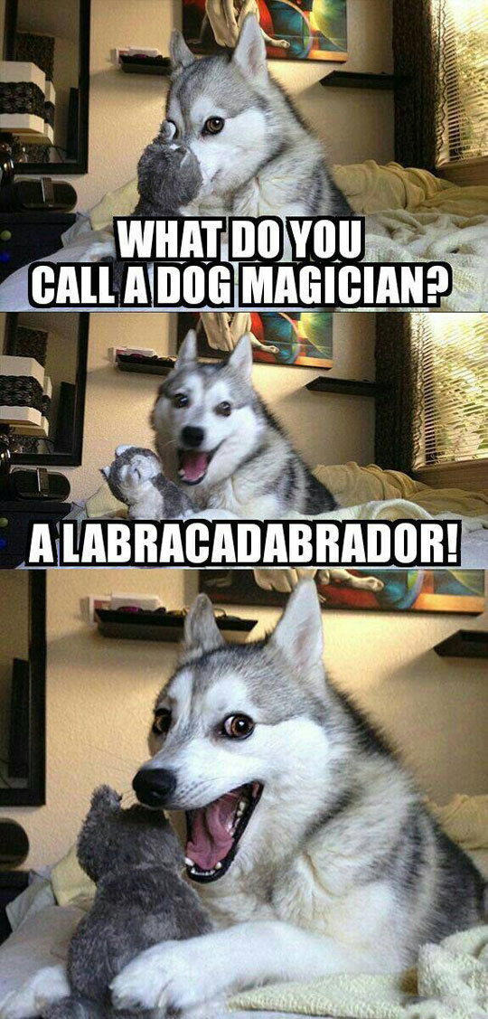 Dog Magician