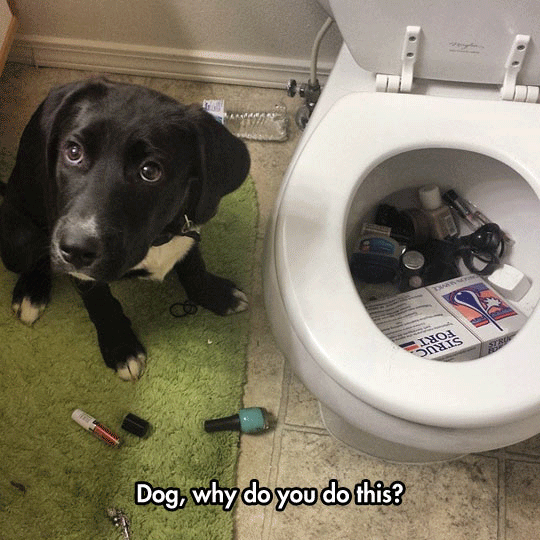 Why Dog?