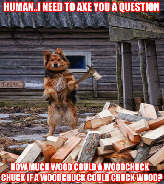 Woodchuck