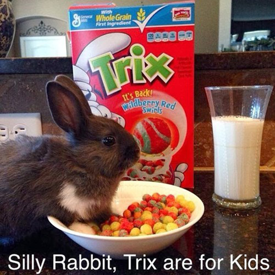 Silly Rabbit