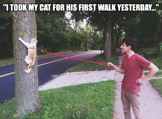 Why You Shouldn't Walk Cats