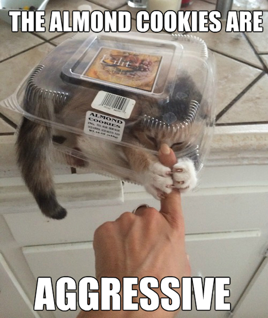 Cookie Cat