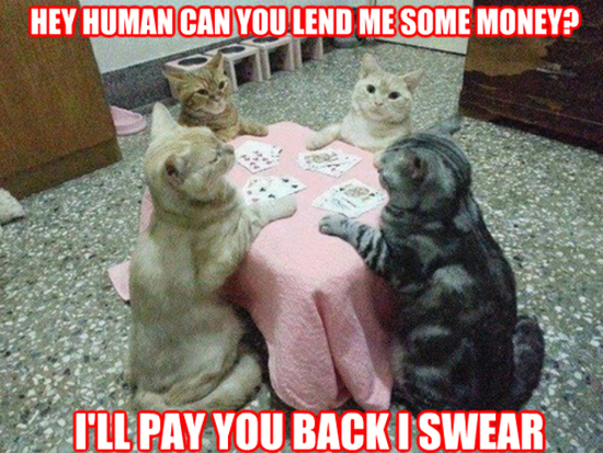 Poker Cats