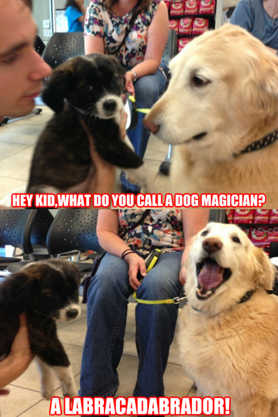 A Dog Magician
