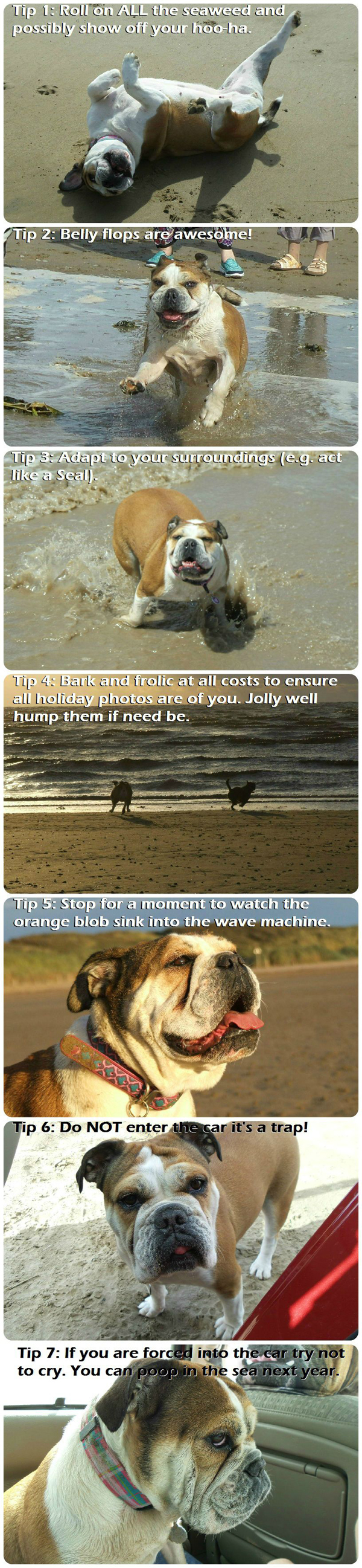 Dog's Tips For The Beach