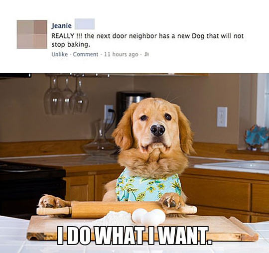 Stop Baking, Dog!