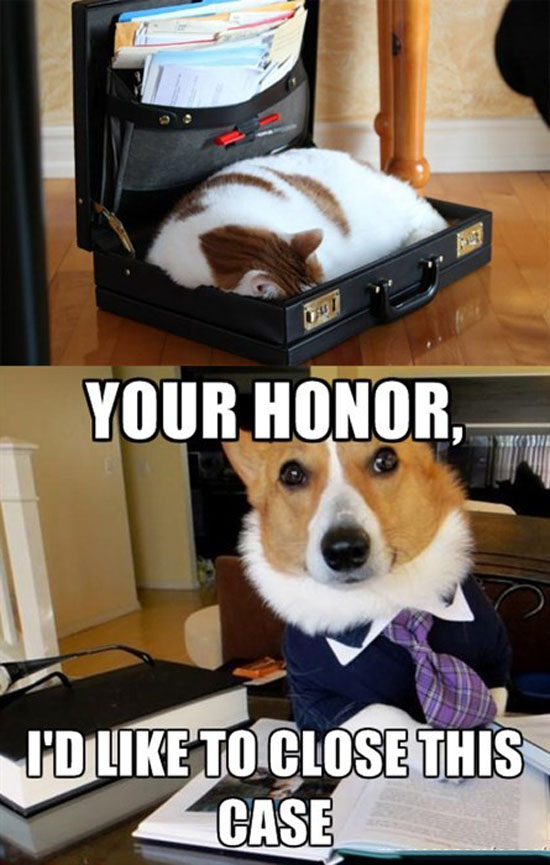 Lawyer Dog