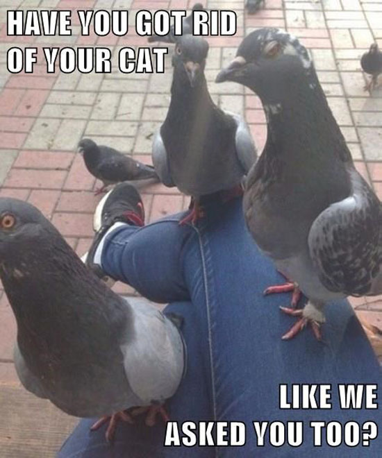 Pigeon Mafia