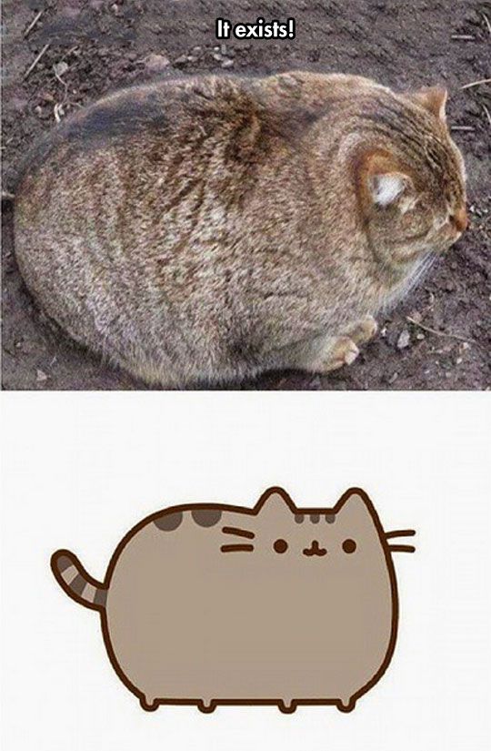 The Real Pusheen