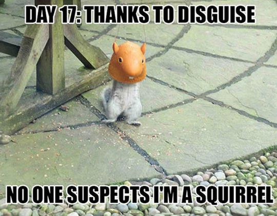 Squirrel In Disguise