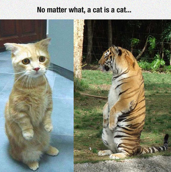 A Cat Is A Cat