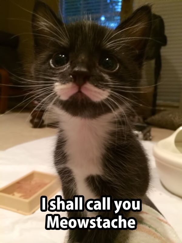 Meowstache