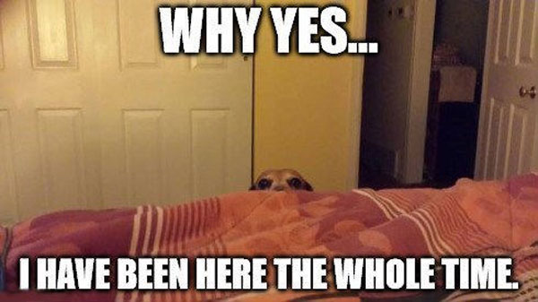 Creeper Dog