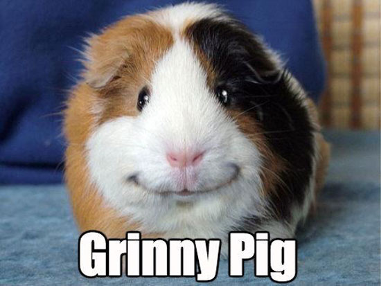 Grinny Pig