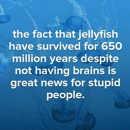 Jellyfish