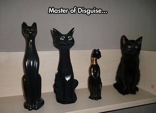 Master Of Disguise